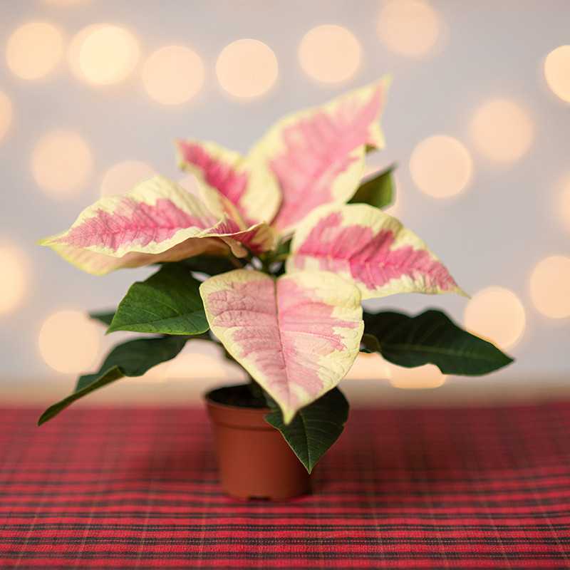 Poinsecja 'Premium Marble'...