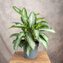 Aglonema 'Silver Bay' | Tomaszewski