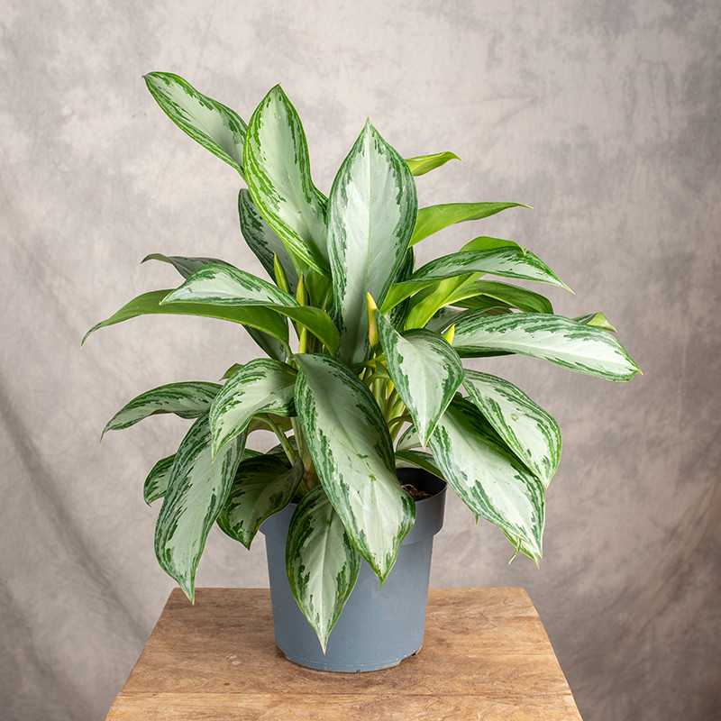 Aglonema 'Silver Bay'