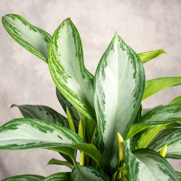 Aglonema 'Silver Bay' | Tomaszewski