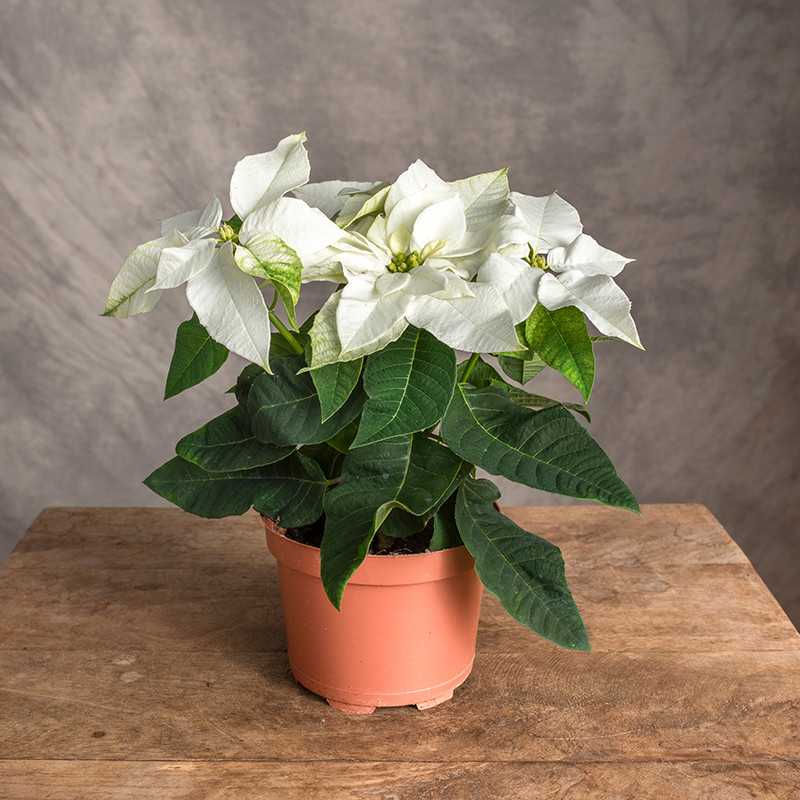 Poinsecja 'Freya White'