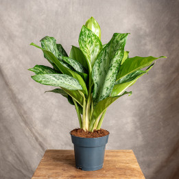 Aglonema 'Greenlight' | Tomaszewski