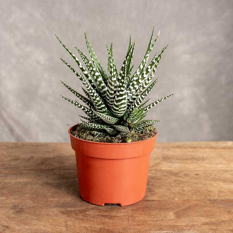 Haworsja pasiasta 'Big Band'