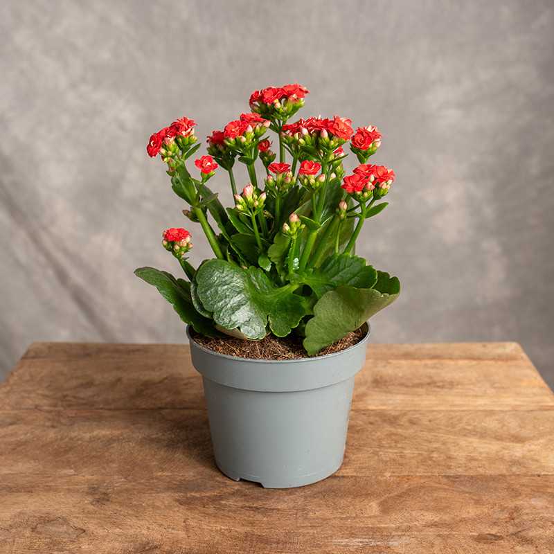 Kalanchoe czerwone