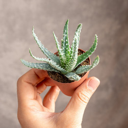 Aloes niski | Tomaszewski