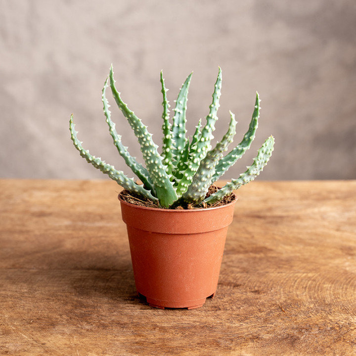 Aloes niski | Tomaszewski
