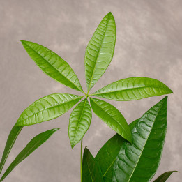 Pachira