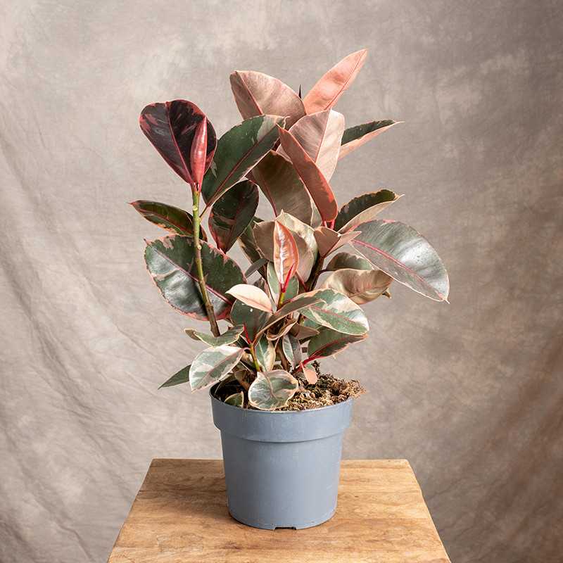 Fikus 'Belize' | Rozgałęziony