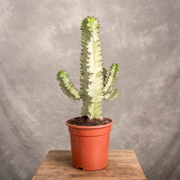 Euphorbia ingens 'Variegata' | Tomaszewski