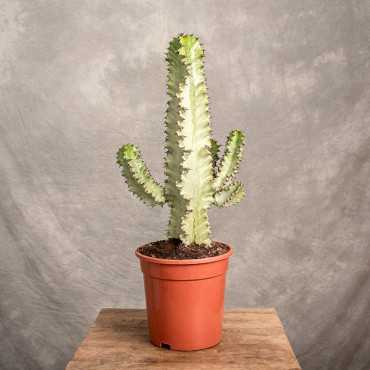 Euphorbia ingens 'Variegata'