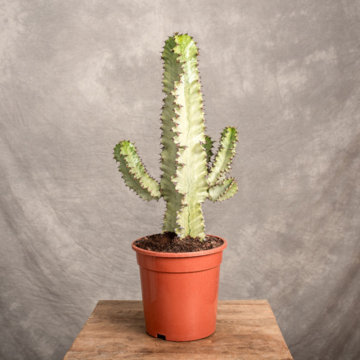 Euphorbia ingens 'Variegata' | Tomaszewski