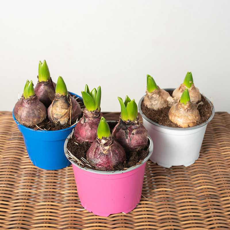 Hiacynt MIX kolorów