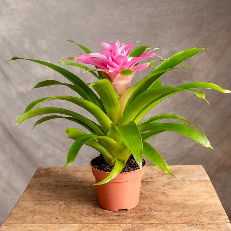 Guzmania 'Victory'