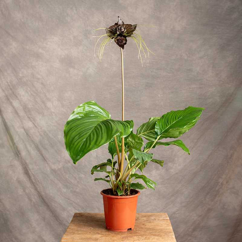 Tacca chantrieri