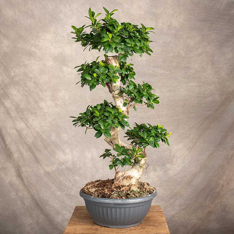 Bonsai Ficus Ginseng | Duży