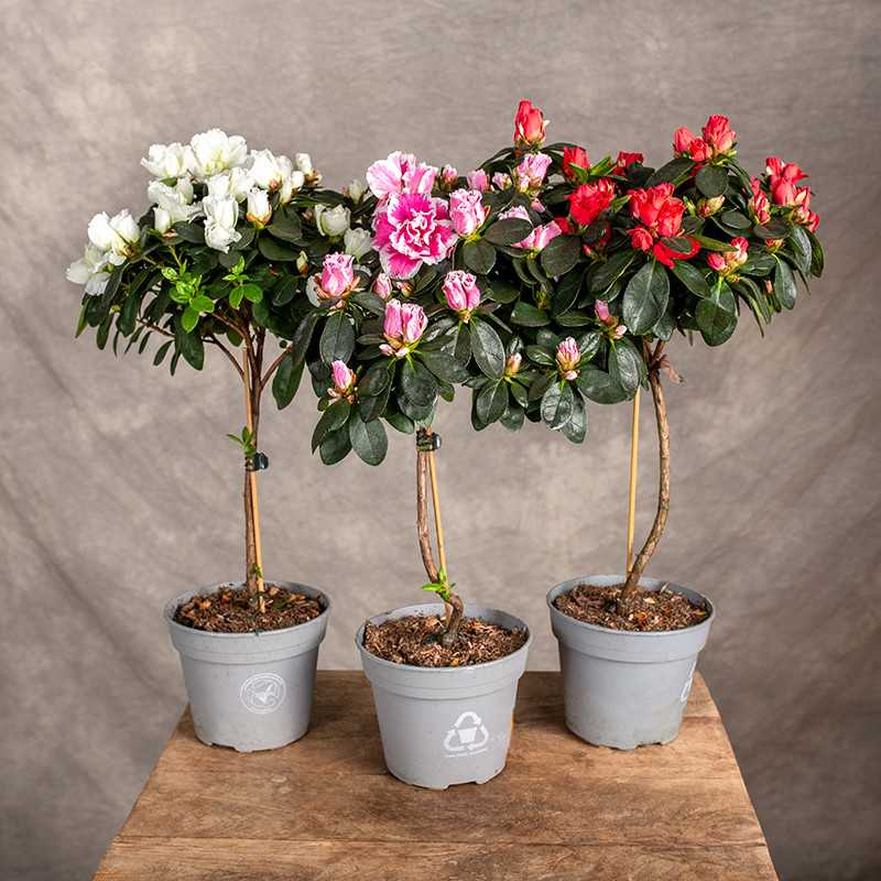 Azalia MIX kolorów | Na pniu