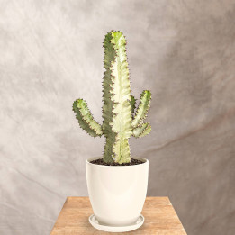 Euphorbia ingens 'Variegata' | Tomaszewski