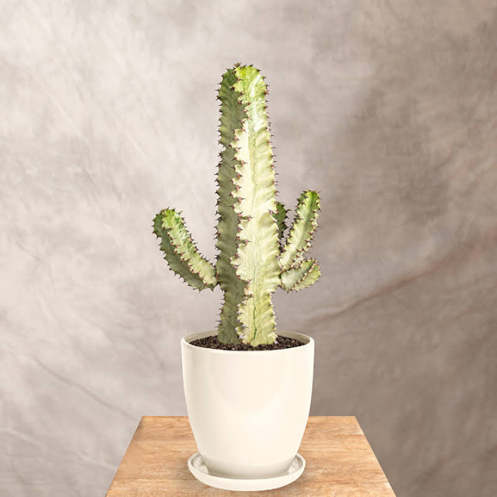 Euphorbia ingens 'Variegata' | Tomaszewski