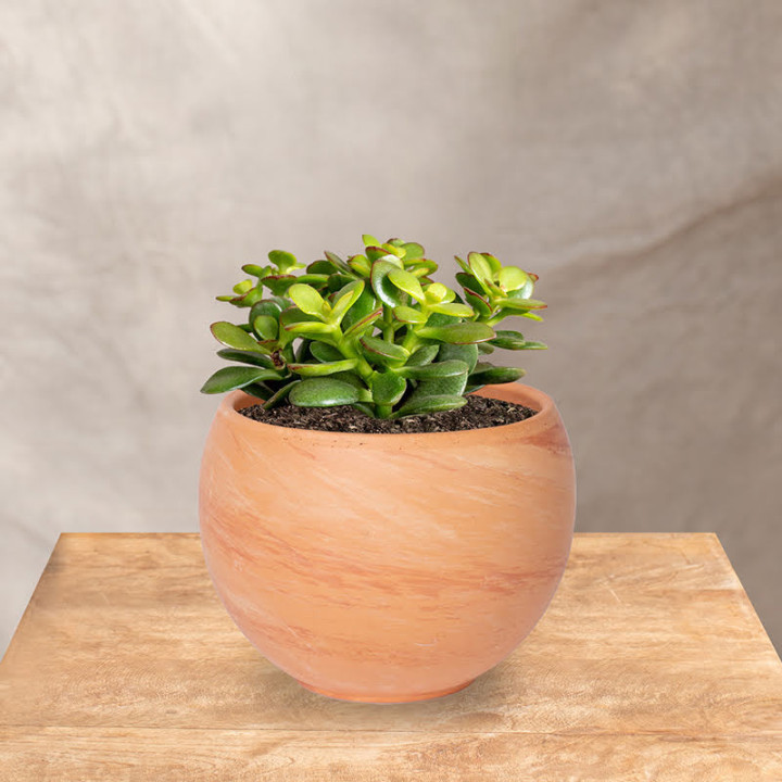 Grubosz 'Minor' | Tomaszewski