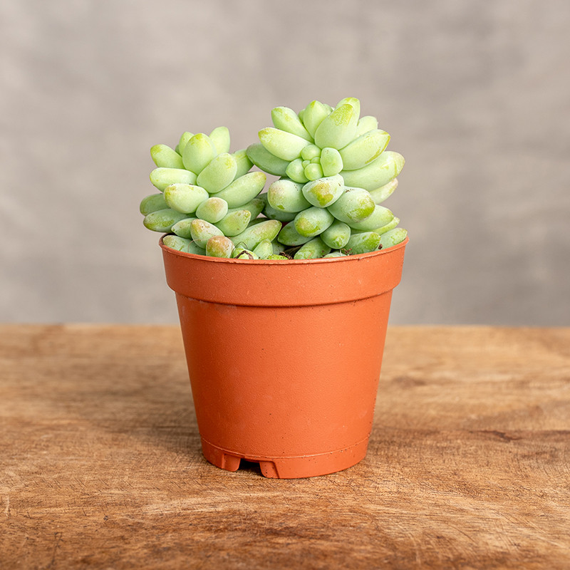 Sedum burrito | Mini