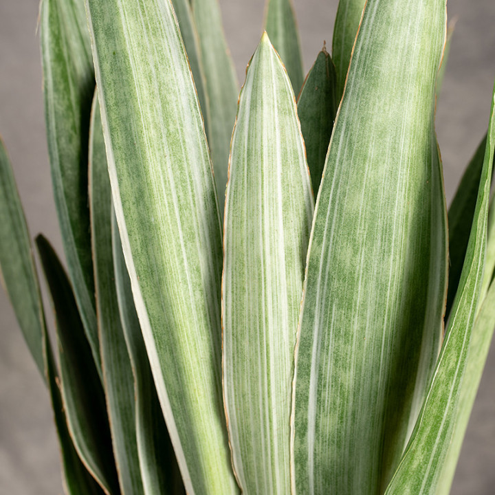 Sansewieria 'Silver Siam' | Tomaszewski