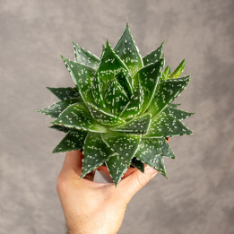 Gasteria 'Mufasa'