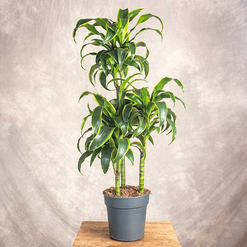 Dracena fragrans 'Dorado' |...