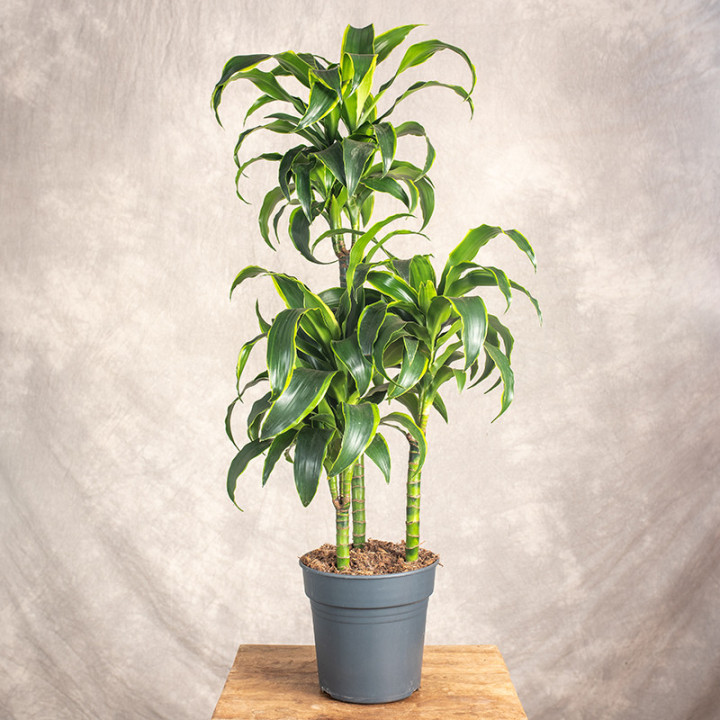 Dracena fragrans 'Dorado' 3 Pędy | Tomaszewski