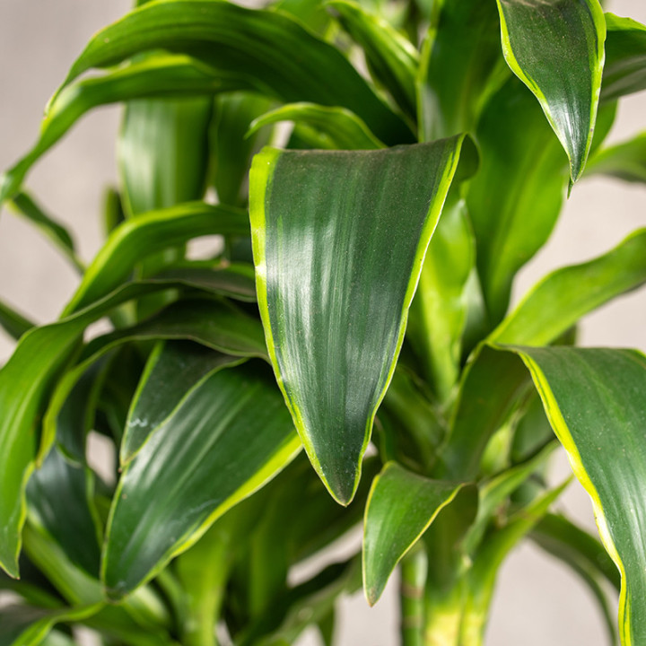 Dracena fragrans 'Dorado' 3 Pędy | Tomaszewski