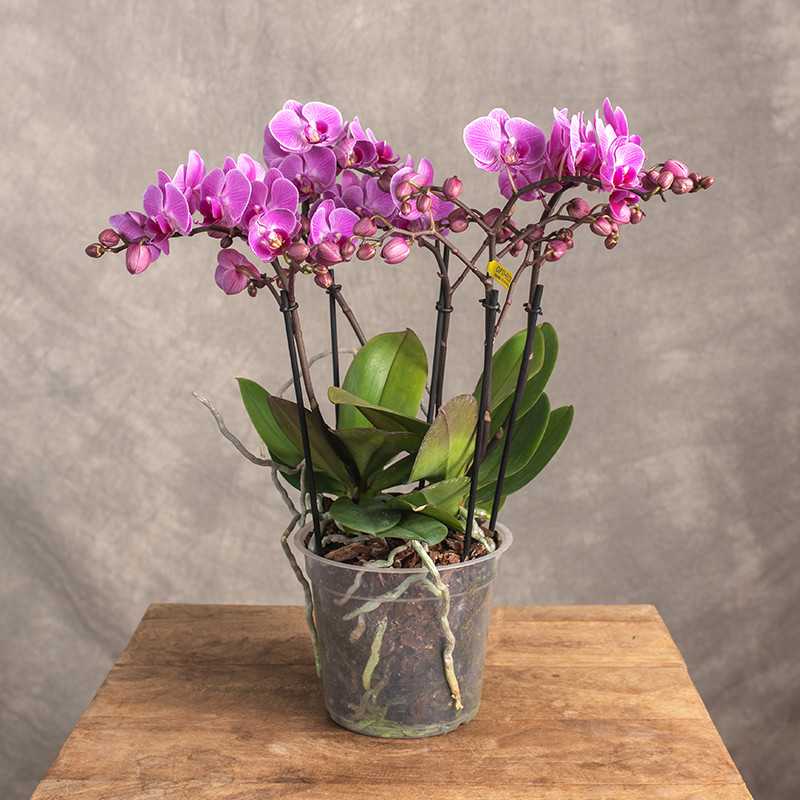 Storczyk Multiflora Pink |...
