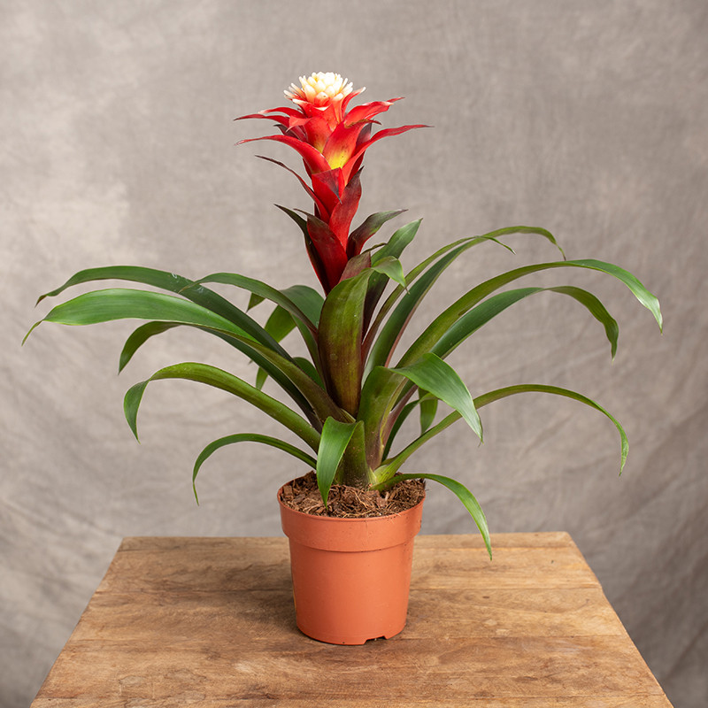 Guzmania 'Ruby'