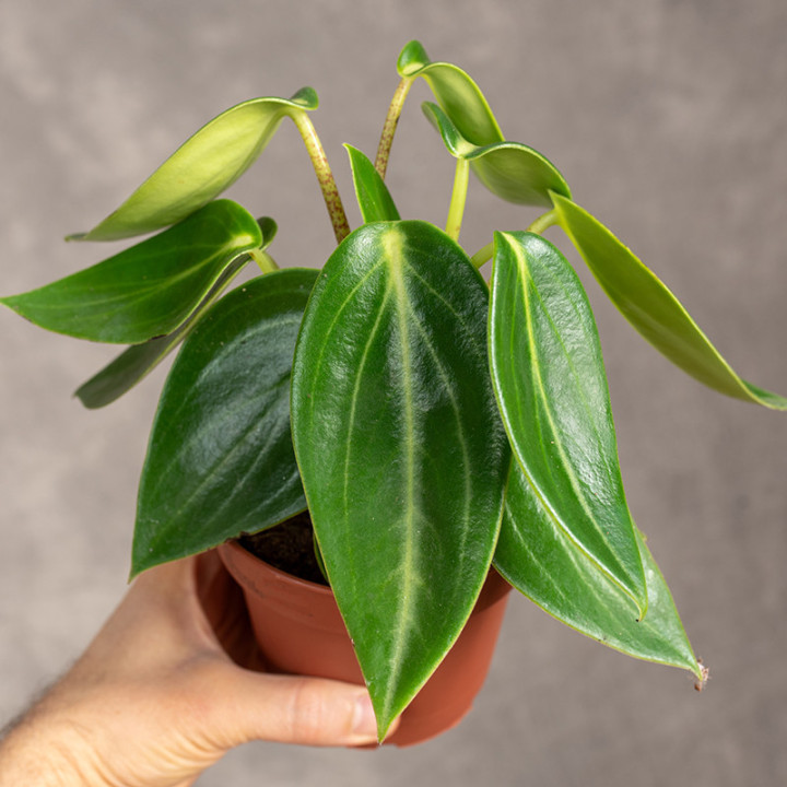 Peperomia 'Vanilla' | Tomaszewski