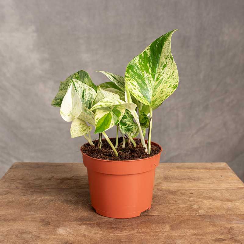 Epipremnum 'Snow Leopard'