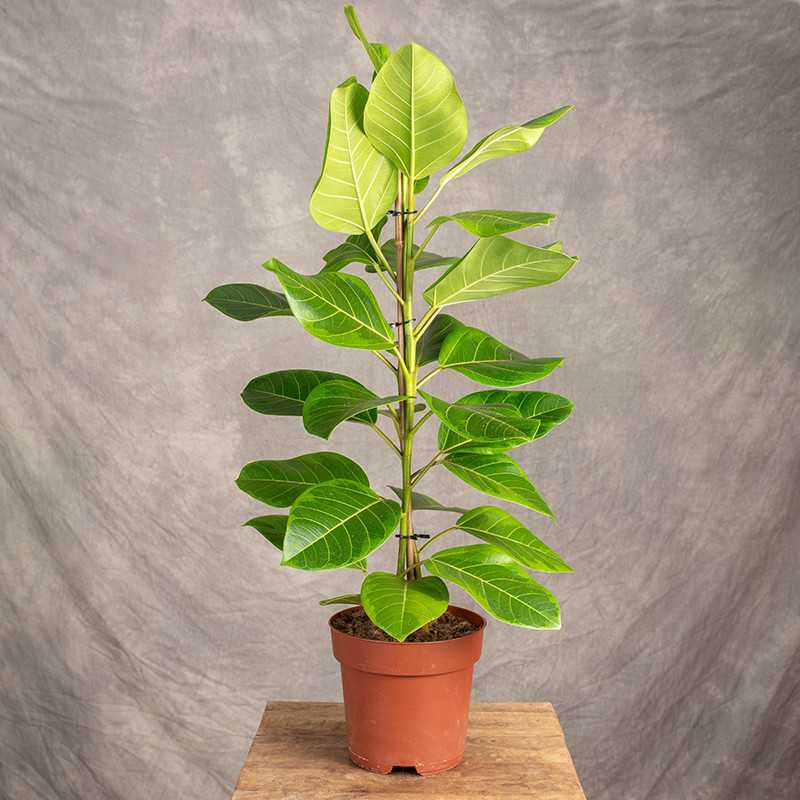 Fikus altissima 'Yellow Gem'