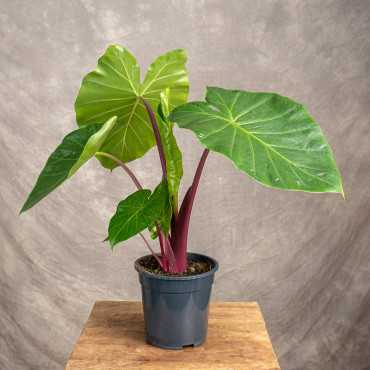 Alokazja 'Imperial Red'