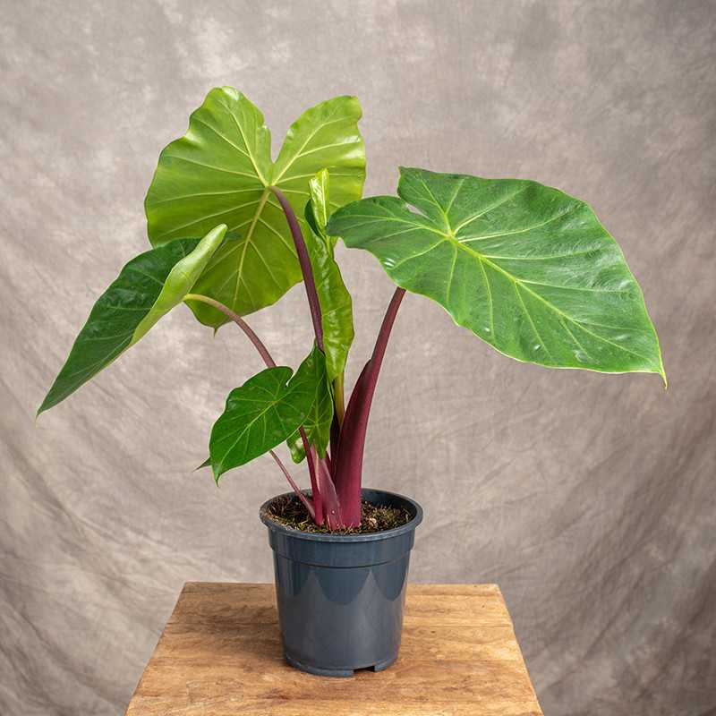 Alokazja 'Imperial Red'