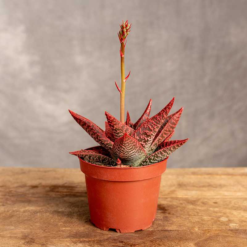 Gasteraloe Aveo 'Make Upz'