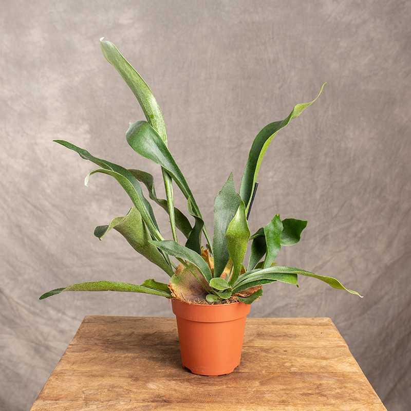 Paproć 'Łosie Rogi' | Mała