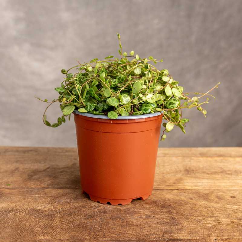 Peperomia prostrata...