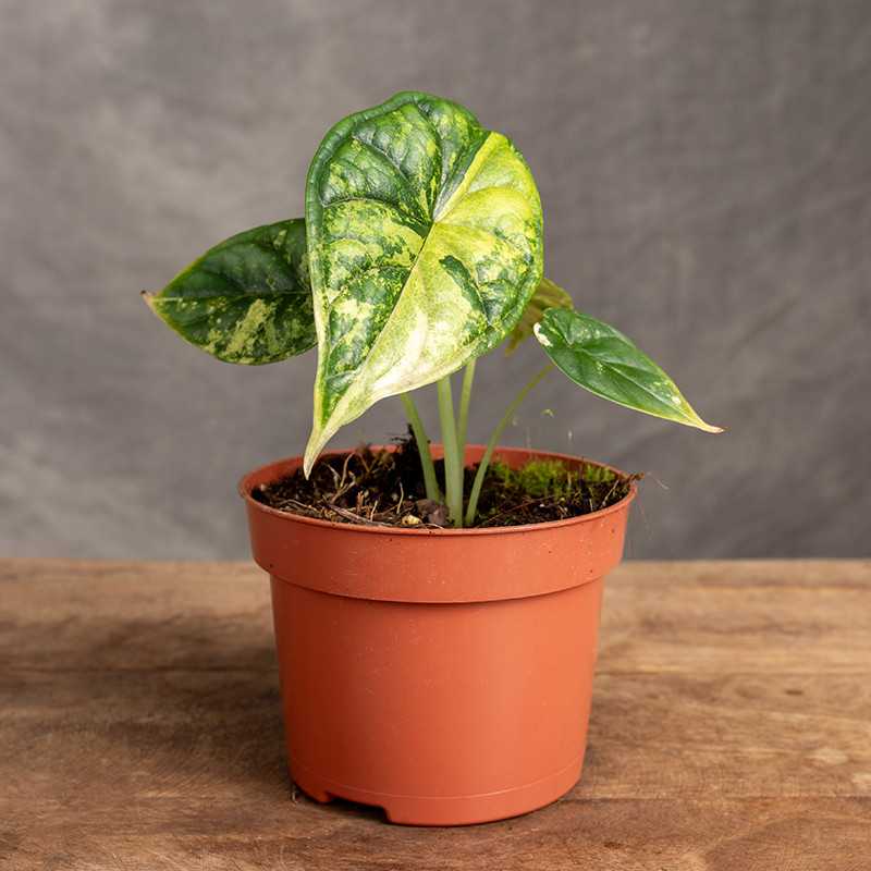 Alokazja 'Dragon Scale'...