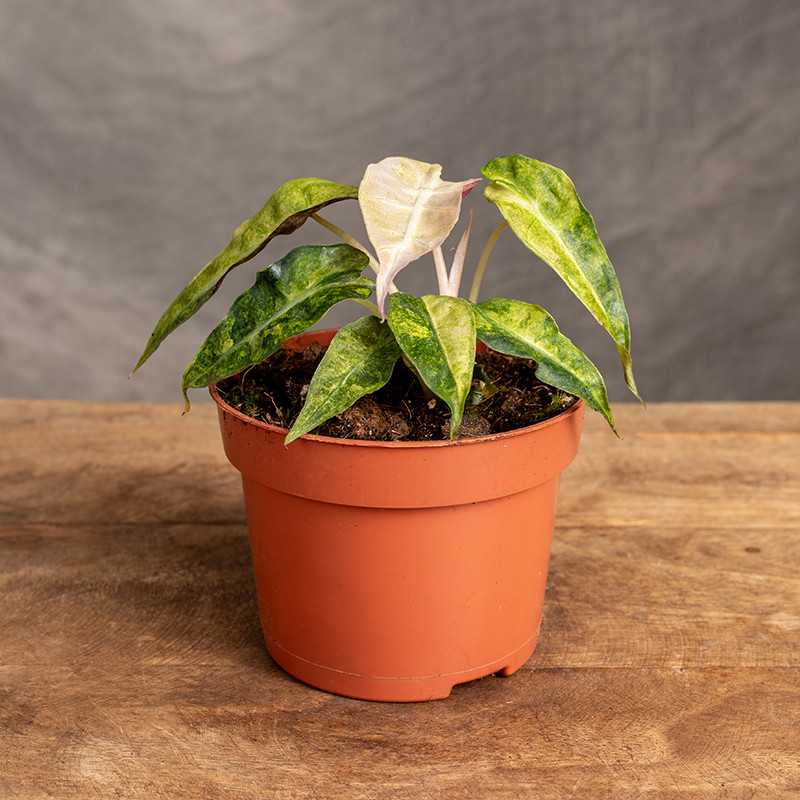 Alokazja 'Polly' Yellow...