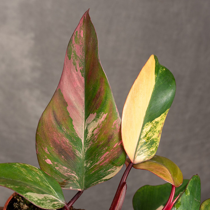 Filodendron 'Strawberry Shake' | Tomaszewski