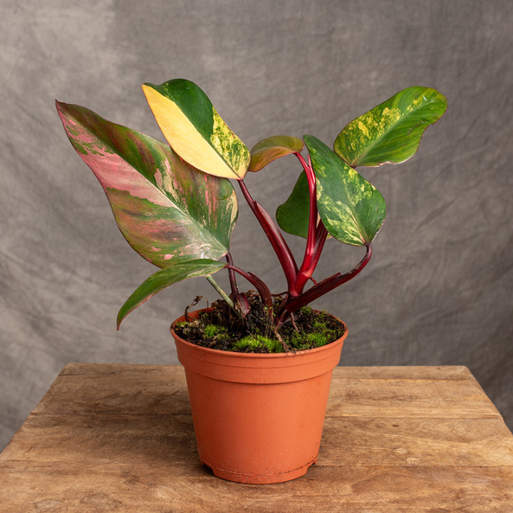Filodendron 'Strawberry Shake' | Tomaszewski