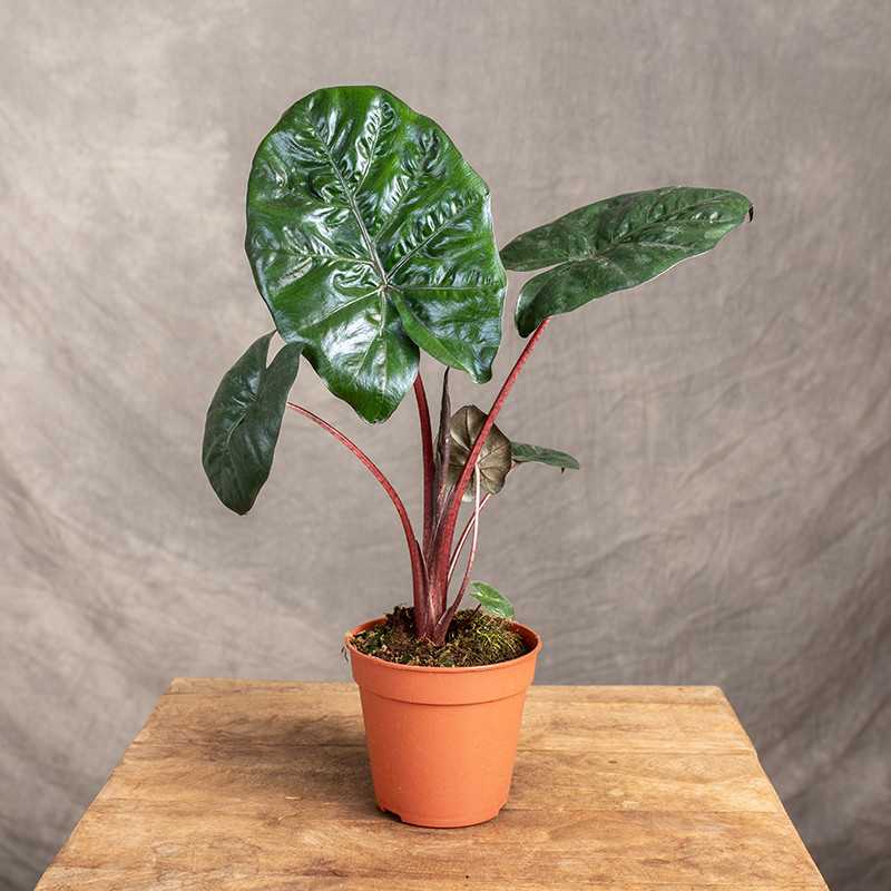 Alokazja 'Yucatan Princess'...
