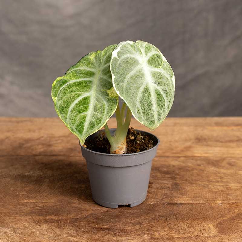 Alokazja 'Ninja' Variegata