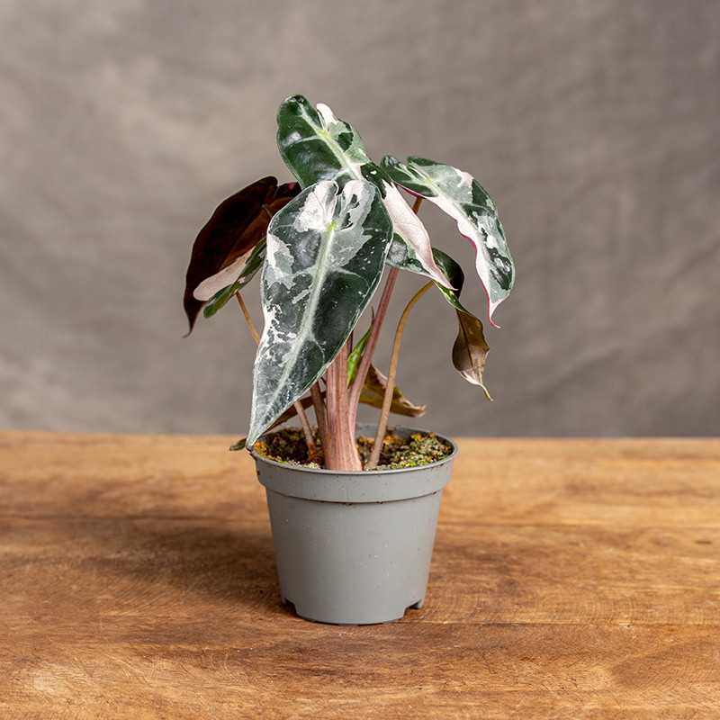 Alocasia ninja NO6・Bambino pink NO4 2点 Alocasia ninja NO6