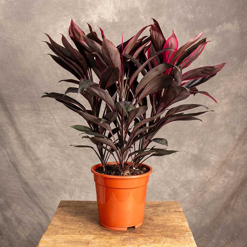 Z10ベッセアエ × デビリス×ドリームウィーバー×パピリラミナム アンスリウムAnthurium （(besseae × debilis) × ('Dreamweaver