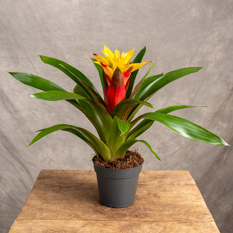 Guzmania 'Fiero Yellow'