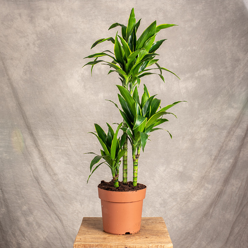 Dracena 'Arthuro' | 2 pędy