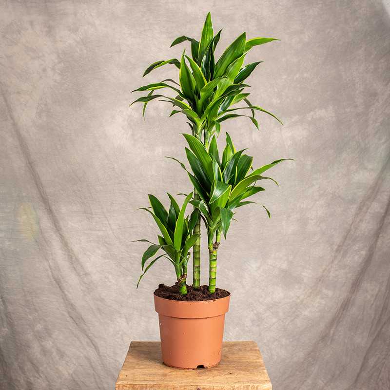 Dracena 'Arthuro' | 2 pędy